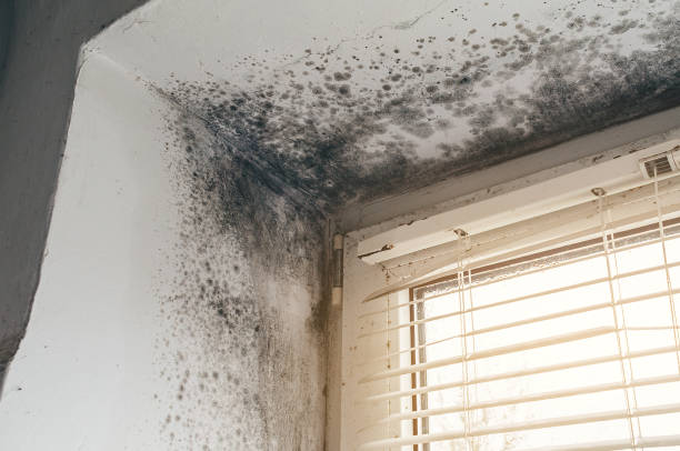 Trusted Commercial Mold Remediation service in Farmington, IL - Cheap Mold Removal